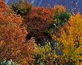 Autumn picture from mygarden.me.uk