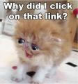 kitten.jpg