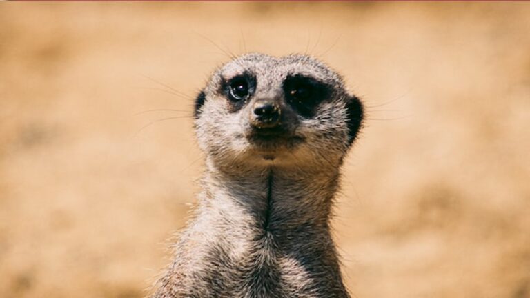 a meerkat seen from the neck up, against a sandy background