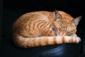 A ginger cat curled up asleep on a dark background