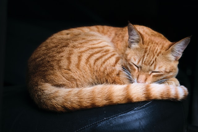 A ginger cat curled up asleep on a dark background