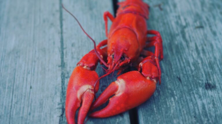 a red lobster on a wooden table top