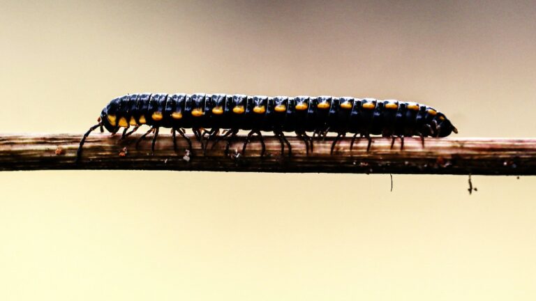 a millipede crawls along a twig