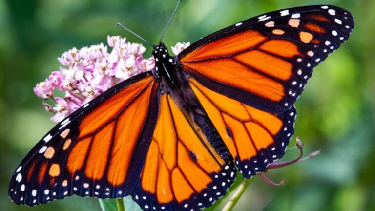 a monarch butterfly seen in close up with a bit of blossom in the background