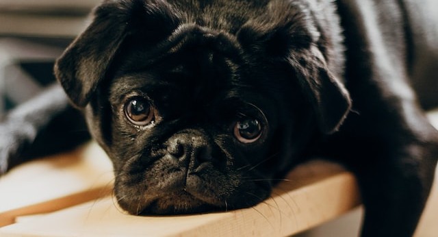 The face of a black puppy, lying flat on a surface with a bored expression