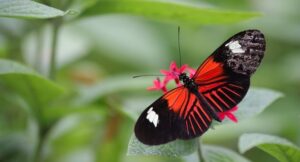 a red butterfly against a blurred background of leaves