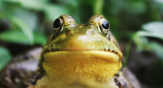 a close up of a frog