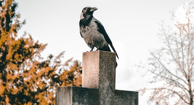 A bird perched ominously atop a stone cross