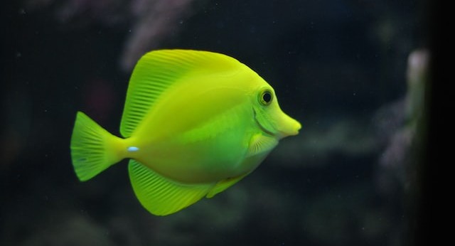 a bright green fish swims left to right against a dark background