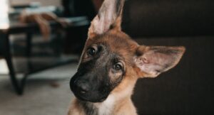 an alsatian dog tips its head to one side, as if quizzically