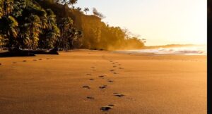 footprints in the sand, leading away from the camera