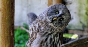 an old with its head tipped to one side, as if puzzled and surprised