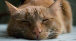 a very relaxed cat's face