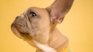 a little dog with a big ear cocked, against a yellow background