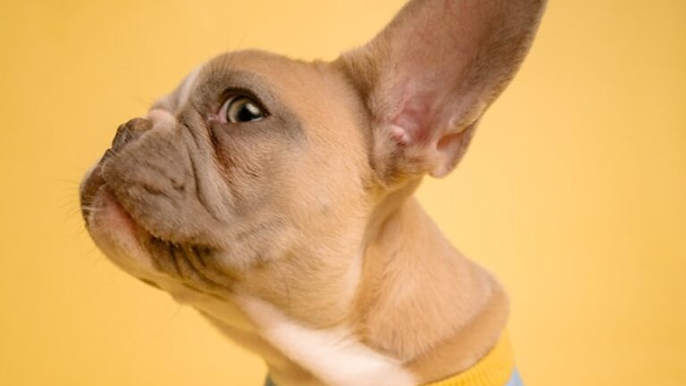 a little dog with a big ear cocked, against a yellow background